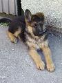 Samuka 9 hetes